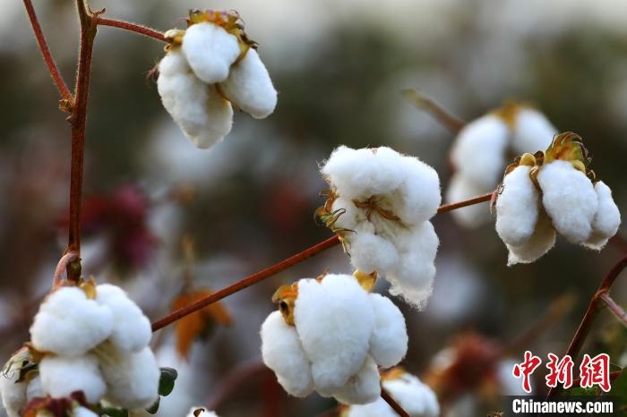 朵朵棉花吐絮盛開。　劉艷敏 攝