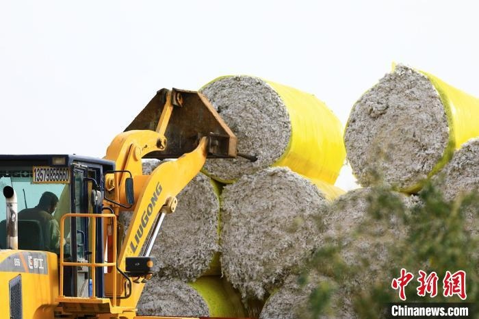叉車將采棉機(jī)吐出的“金蛋蛋”裝車。　高雙強(qiáng) 攝