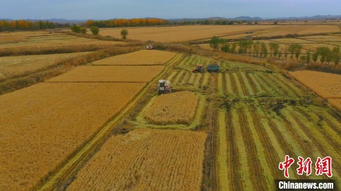 圖為科右中旗杜爾基鎮(zhèn)雙金嘎查的萬畝水稻田進入集中收割期?！≮w殿威 攝