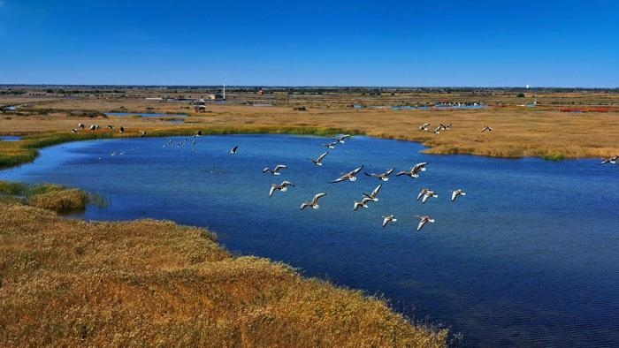 △黃河三角洲擁有天然蘆葦270平方公里，是東北亞內(nèi)陸和環(huán)西太平洋鳥類遷徙重要的“中轉(zhuǎn)站”、越冬地和繁殖地。(總臺央視記者李煒、程鋮拍攝)