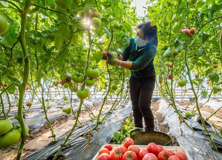 綠色農(nóng)業(yè)促農(nóng)民增收