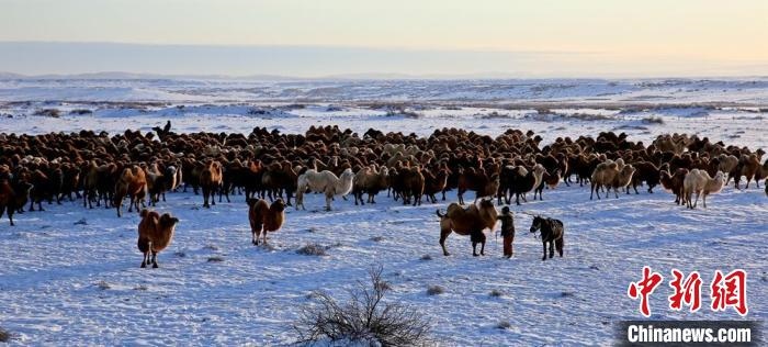 進(jìn)入冬季，駱駝在戈壁灘上散養(yǎng)。　郭靜琨 攝