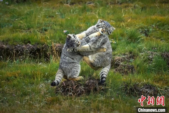 圖為作品《難分伯仲》?！〗股?攝