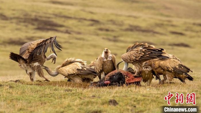 圖為作品《聚會》?！℃夭疾夭爬?攝