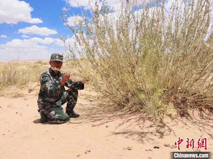 圖為謝寶民查看梭梭長勢?！∈茉L者供圖