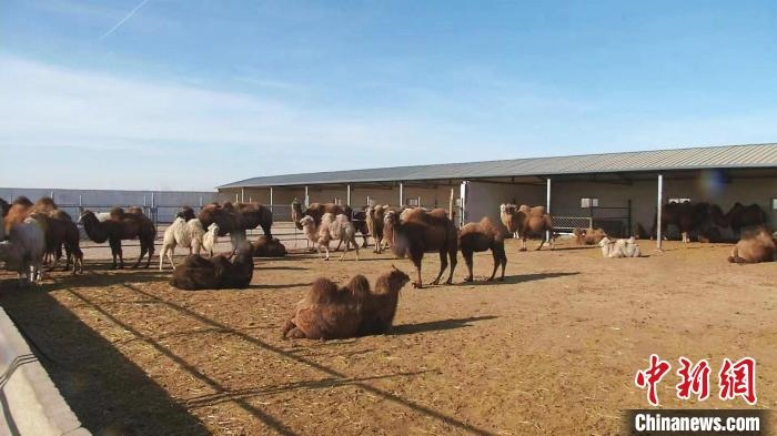 圖為額濟(jì)納旗駝奶產(chǎn)業(yè)基地?！⊥蹰L梅 攝