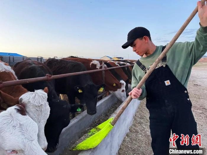 圖為敖木希勒在喂牛?！“侥鞠＠展﹫D