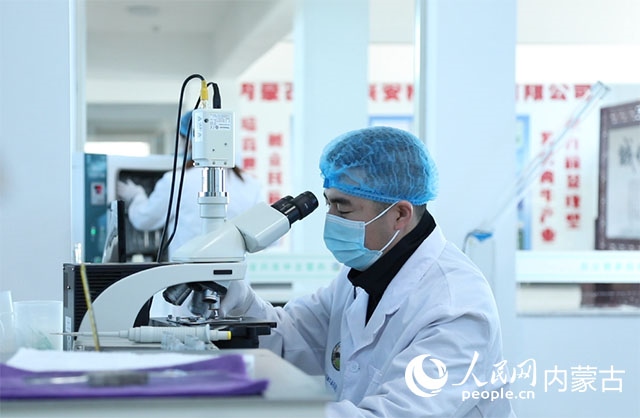 內蒙古中農興安種?？萍加邢薰韭鋺艨朴抑衅欤瑸槿馀．a業(yè)發(fā)展提供了優(yōu)質的種源保障。白俊華攝