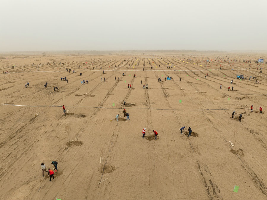 在高力板鎮(zhèn)花道卜和沙木嘎嘎查治理區(qū)，廣大干部群眾手植新綠，播種希望 （攝影：包寶音德力格爾）.JPG