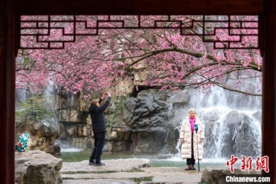 2月23日，市民在乾藝梅園景區(qū)觀賞拍攝綻放的梅花。瞿宏倫 攝