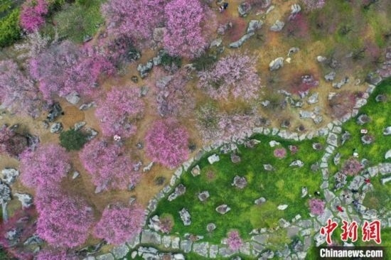 2月23日，航拍乾藝梅園景區(qū)綻放的梅花。瞿宏倫 攝