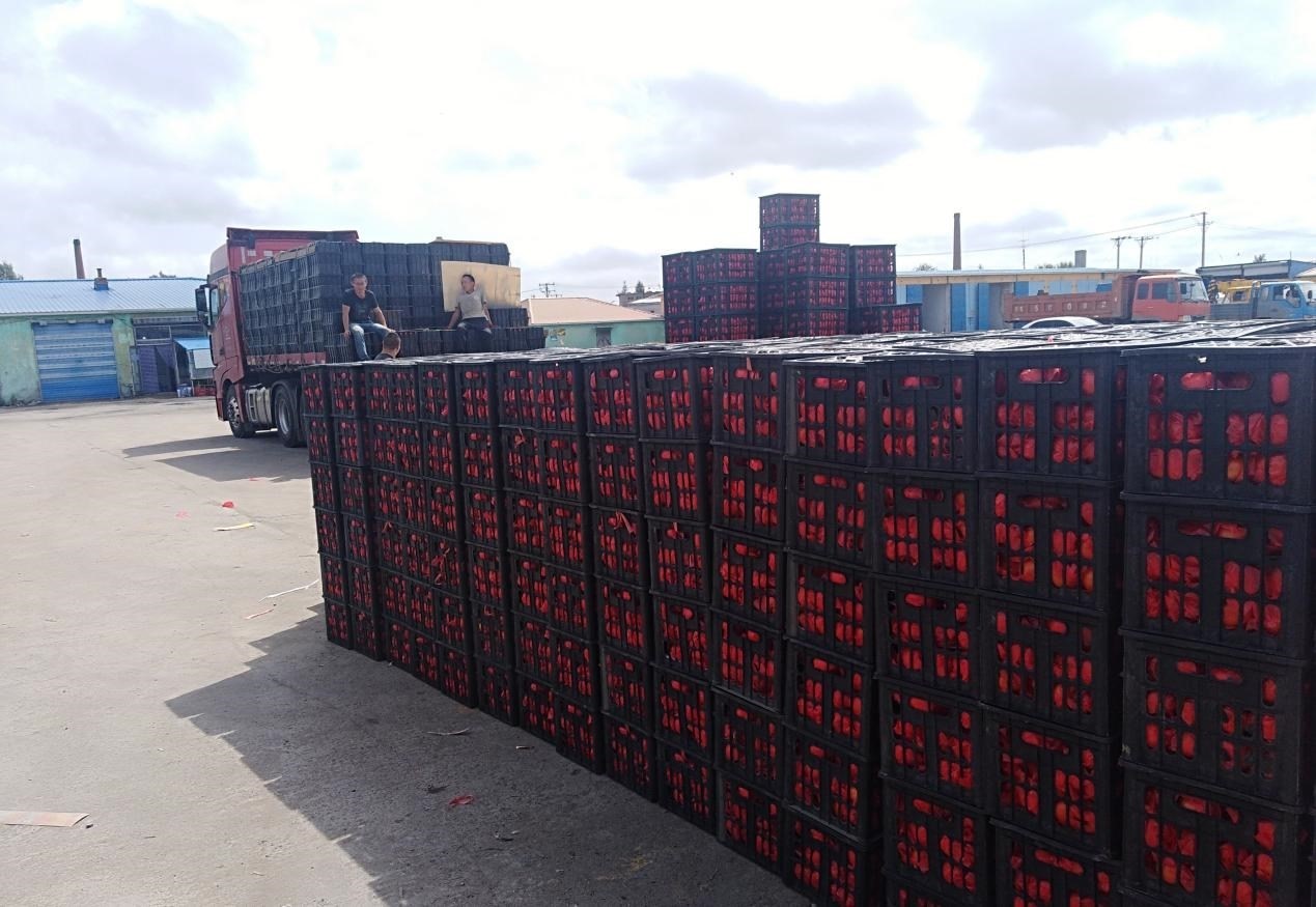 　　外銷(xiāo)的蔬菜在市場(chǎng)等待拉運(yùn)。受訪(fǎng)者供圖