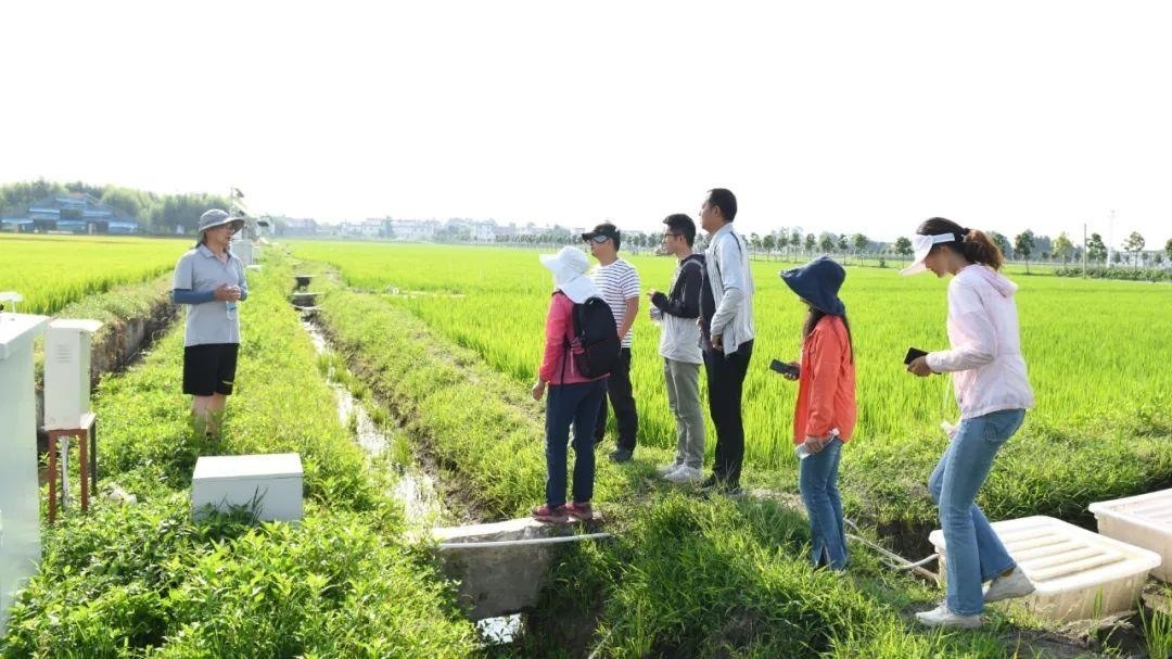 △云南大理古生村科技小院成員在田間調(diào)查。