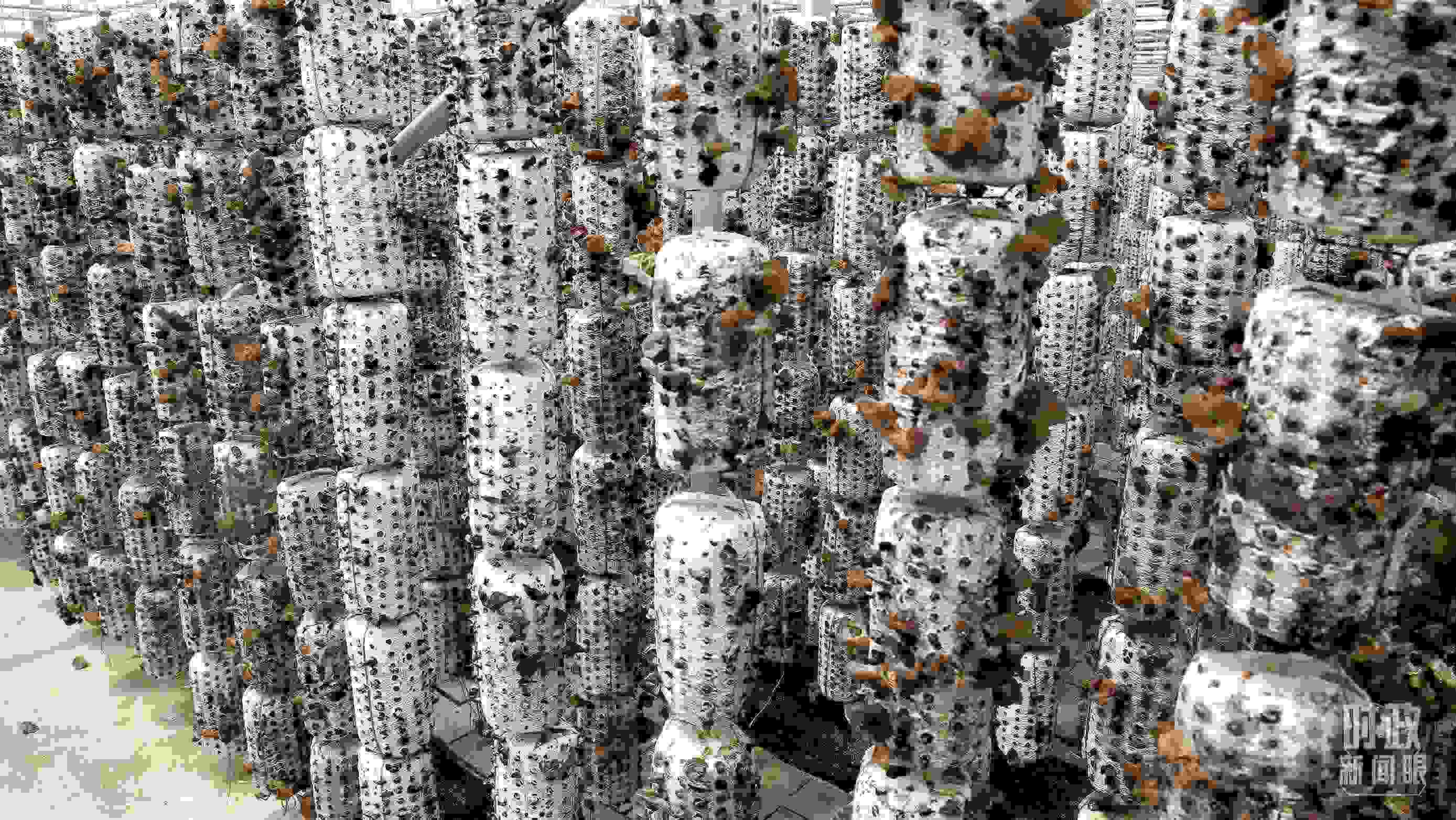 △金米村的小木耳、大產(chǎn)業(yè)。（圖／視覺中國）