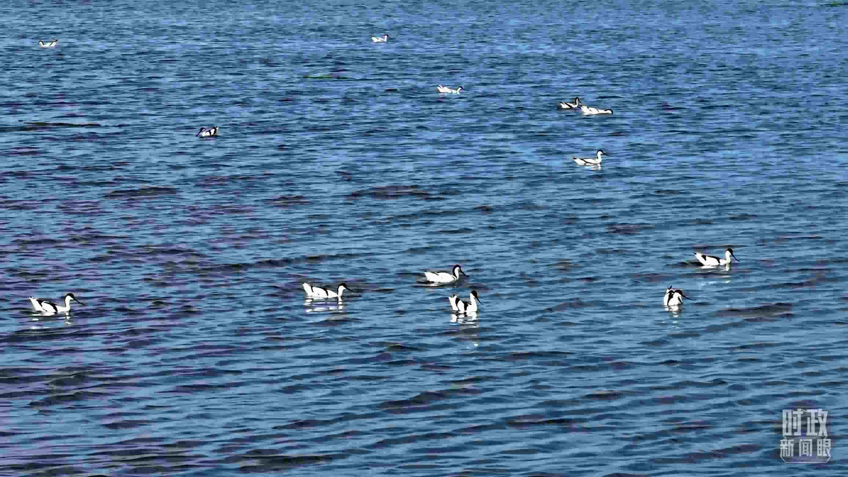 △鹽湖棲息的鳥類。（總臺記者裴大偉、康曉宇拍攝）