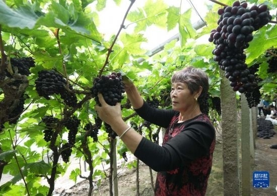 5月26日，唐山市海港經(jīng)濟開發(fā)區(qū)王灘鎮(zhèn)趙灘村農(nóng)民在大棚內采摘葡萄。