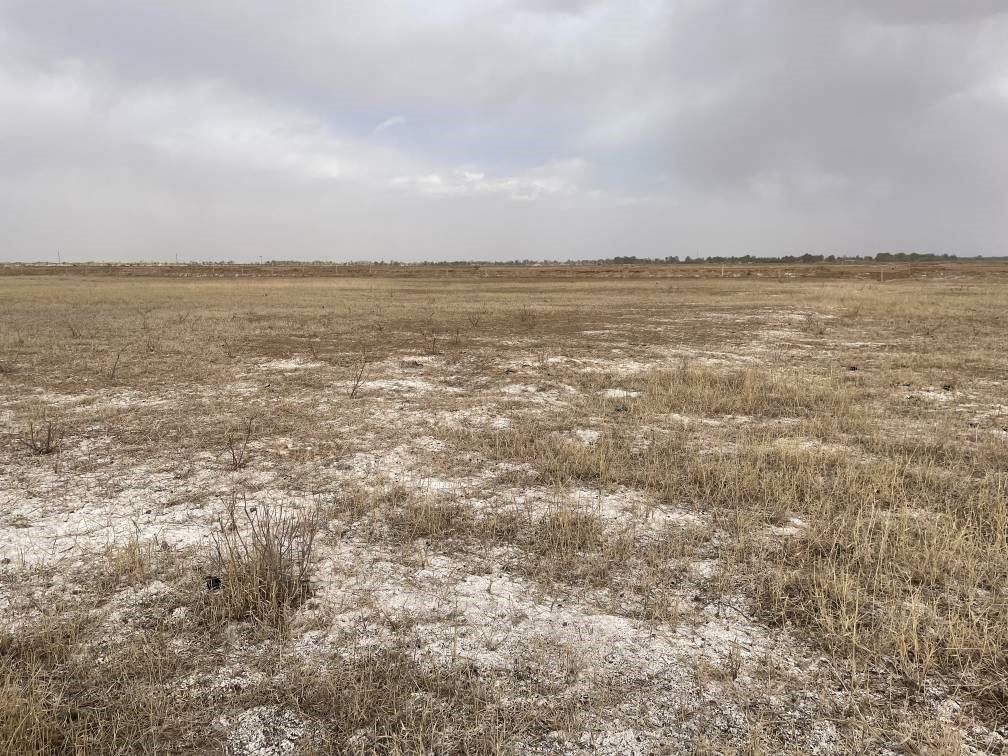 撂荒后的部分地塊已現(xiàn)鹽堿。 人民網(wǎng)記者 楊喬攝