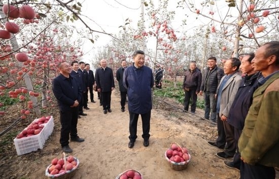 2022年10月26日，習(xí)近平總書(shū)記在陜西省延安市安塞區(qū)高橋鎮(zhèn)南溝村蘋(píng)果園同老鄉(xiāng)們親切交流。