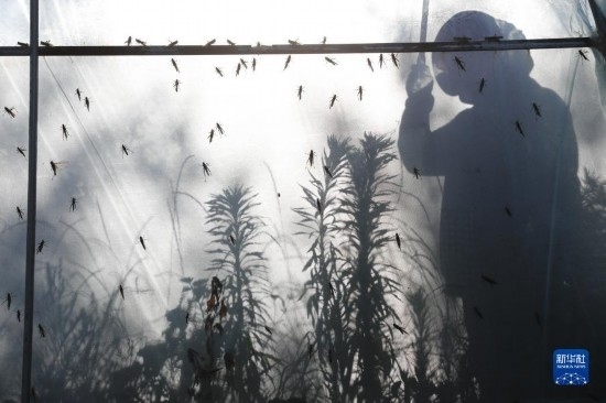 6月21日，山東省樂陵市西段鄉(xiāng)岔河村東亞飛蝗養(yǎng)殖基地的養(yǎng)殖戶在大棚內(nèi)忙碌。新華社記者 范長國 攝