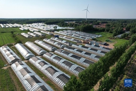 這是6月21日在山東省樂陵市西段鄉(xiāng)岔河村拍攝的東亞飛蝗養(yǎng)殖基地（無人機(jī)照片）。新華社記者 范長國 攝