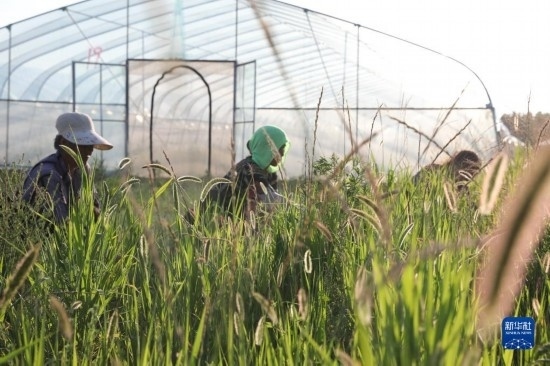 6月21日，山東省樂陵市西段鄉(xiāng)岔河村東亞飛蝗養(yǎng)殖基地的螞蚱養(yǎng)殖戶在割草。新華社記者 范長國 攝