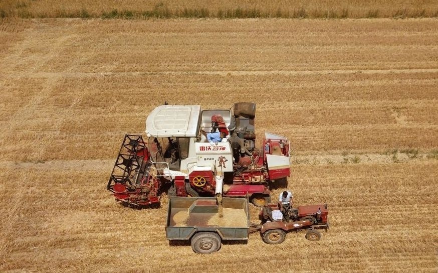 2023年6月14日，在山東省臨邑縣林子鎮(zhèn)，聯(lián)合收割機(jī)在收獲小麥。