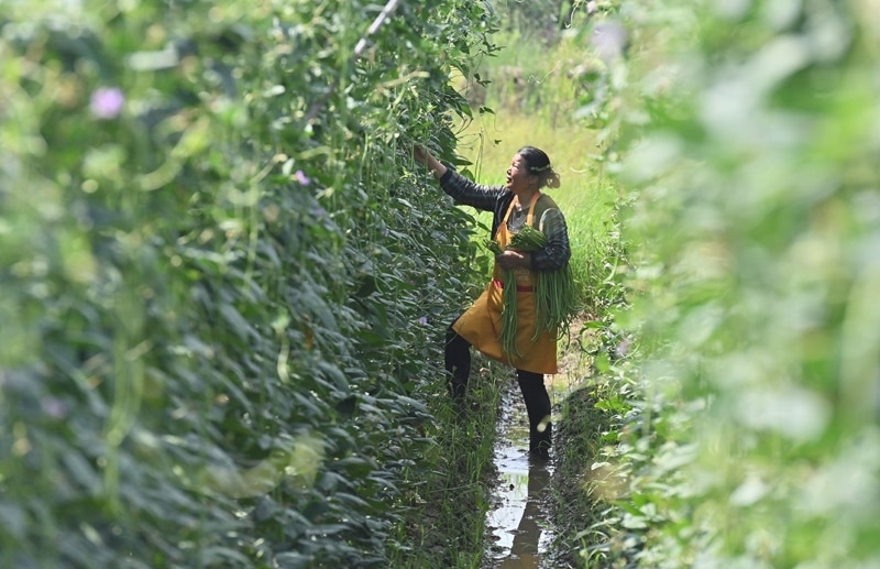 2023年6月15日，在廣西柳州市鹿寨縣中渡鎮(zhèn)石墨村，村民在高標(biāo)準(zhǔn)農(nóng)田里采收豆角。