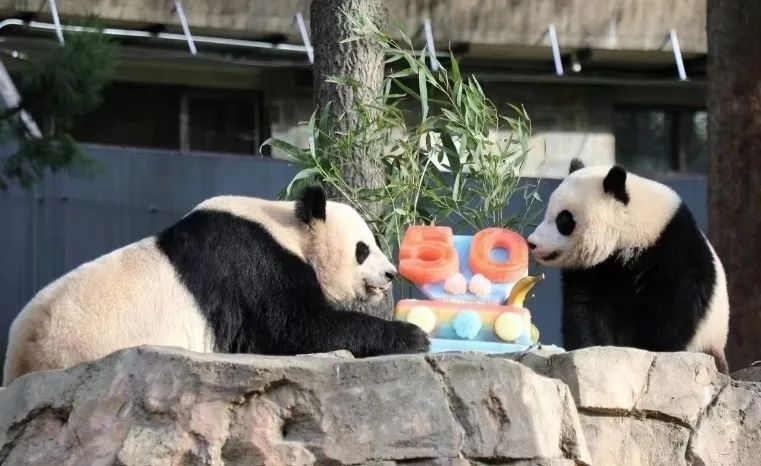 2022年，美國國家動物園舉辦活動慶祝大熊貓抵美50周年，園方為大熊貓“美香”“添添”和“小奇跡”一家三口準備了有“50”字樣的冰凍水果蛋糕。（圖片來源：雅安市廣播電視臺）