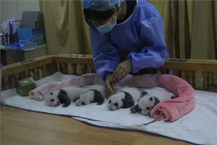 成都大熊貓繁育研究基地成立于1987年，先后攻克了大熊貓人工飼養(yǎng)與管理、繁殖與育幼、疾病防控與種群遺傳管理等關(guān)鍵技術(shù)難題，建成全球最大的大熊貓人工繁育遷地保護種群，數(shù)量達230余只。（圖片來源：成都大熊貓繁育研究基地網(wǎng)站）