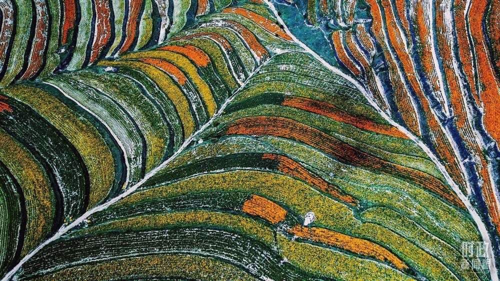 寧夏彭陽縣。萬壽菊與格?；ㄊ㈤_在錯落的山間梯田上。（總臺國廣記者李晉拍攝）