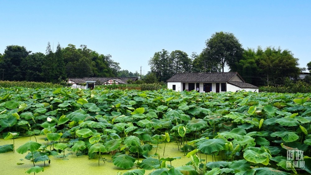 四川眉山，永豐村荷塘。2022年6月，習(xí)近平曾到此調(diào)研鄉(xiāng)村振興情況。（總臺央廣記者潘毅拍攝）