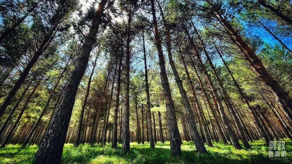 河北塞罕壩。（總臺央視記者謝曉光拍攝）