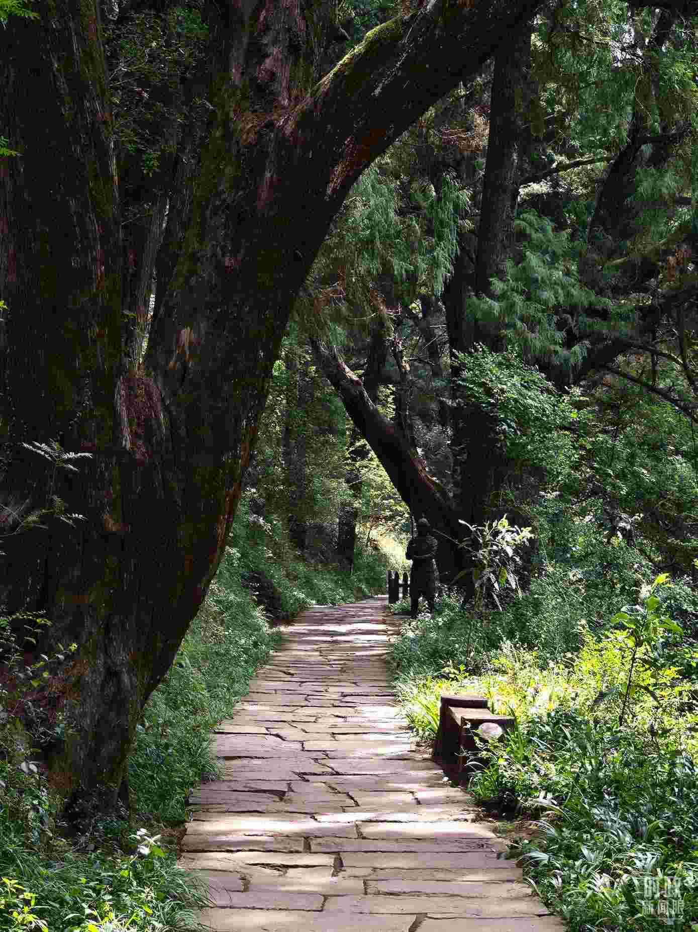 △古蜀道與古柏。（總臺央視記者彭漢明拍攝）