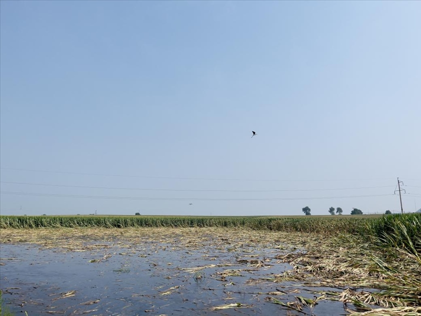 積水嚴(yán)重區(qū)域有鳥(niǎo)兒來(lái)覓食（中國(guó)之聲記者江曉晨 攝）