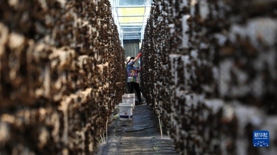 7月29日，在卓尼縣納浪鎮(zhèn)納浪村黑木耳種植基地，農(nóng)戶在采摘黑木耳。