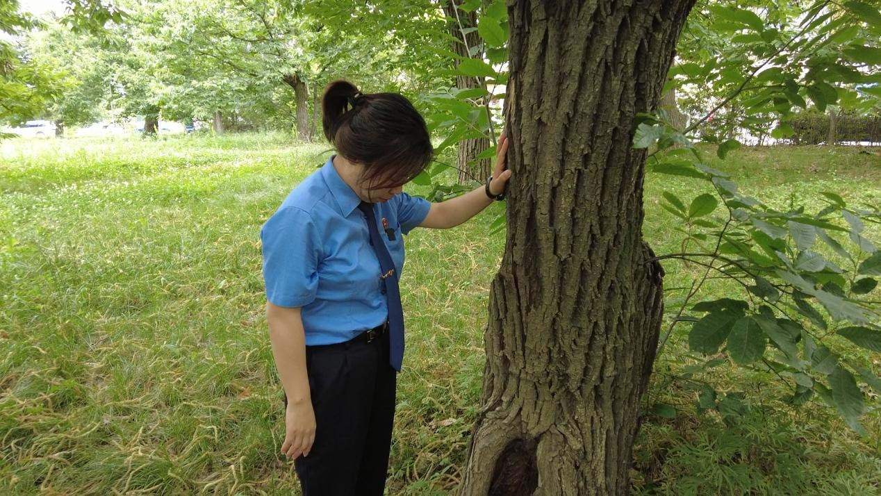 惠琳琳仔細(xì)查看古樹生長近況。人民網(wǎng) 黨童攝