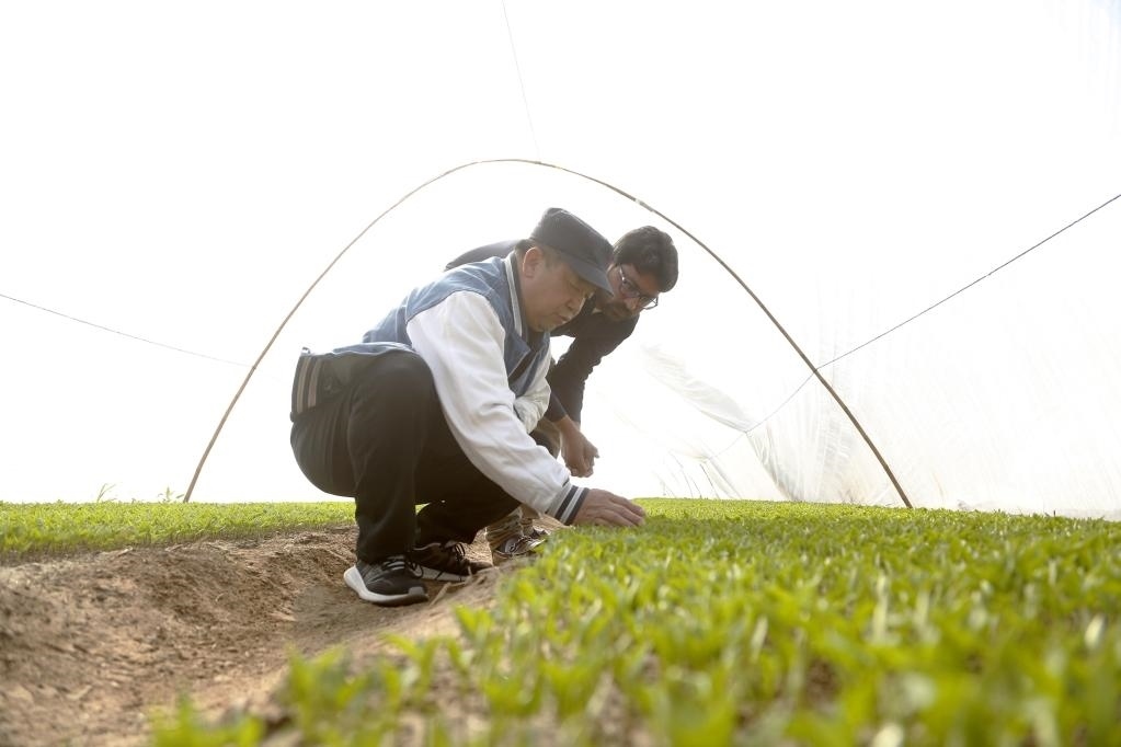 巴基斯坦旁遮普省木爾坦的中巴辣椒訂單種植項目辣椒育苗大棚內(nèi)，中國農(nóng)業(yè)專家?guī)ьI(lǐng)巴基斯坦技術(shù)員查看辣椒秧苗生長情況。