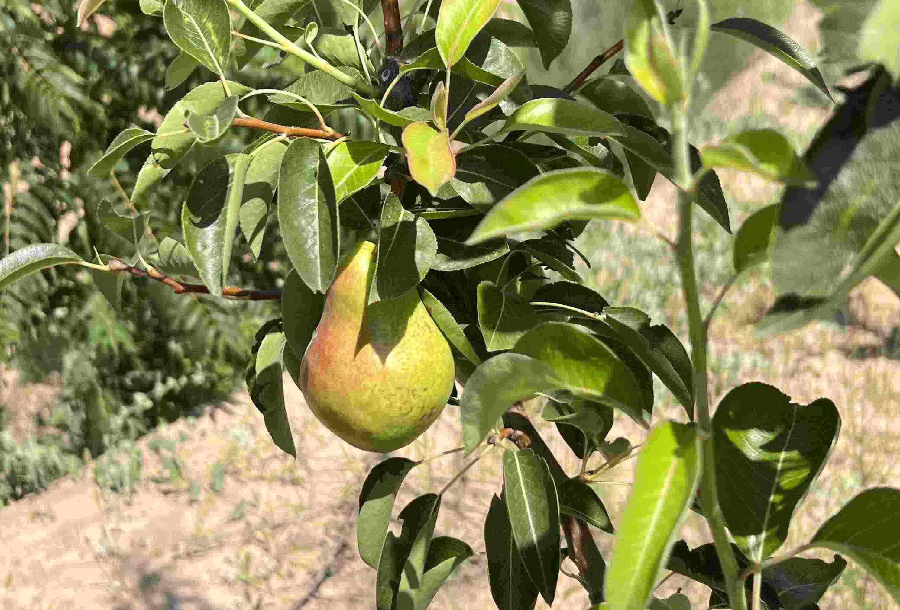 青梨基地果樹上的幼果。人民網(wǎng)記者 王連香攝