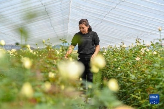 8月17日，吉林省德惠市朱城子鎮(zhèn)沿河村程雪家庭農(nóng)場(chǎng)的負(fù)責(zé)人楊雪在查看玫瑰花長(zhǎng)勢(shì)。新華社記者 張楠 攝