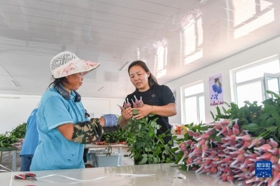 8月17日，吉林省德惠市朱城子鎮(zhèn)沿河村程雪家庭農(nóng)場(chǎng)的負(fù)責(zé)人楊雪（右）指導(dǎo)農(nóng)民修剪玫瑰花。新華社記者 張楠 攝