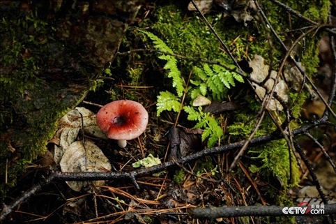 （長(zhǎng)白山天然礦泉水保護(hù)區(qū) 央視網(wǎng)記者 隋佳桐 攝）