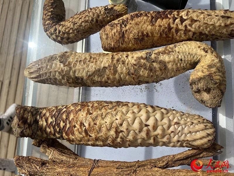 林下經(jīng)濟作物肉蓯蓉。人民網(wǎng)記者 常雪梅攝