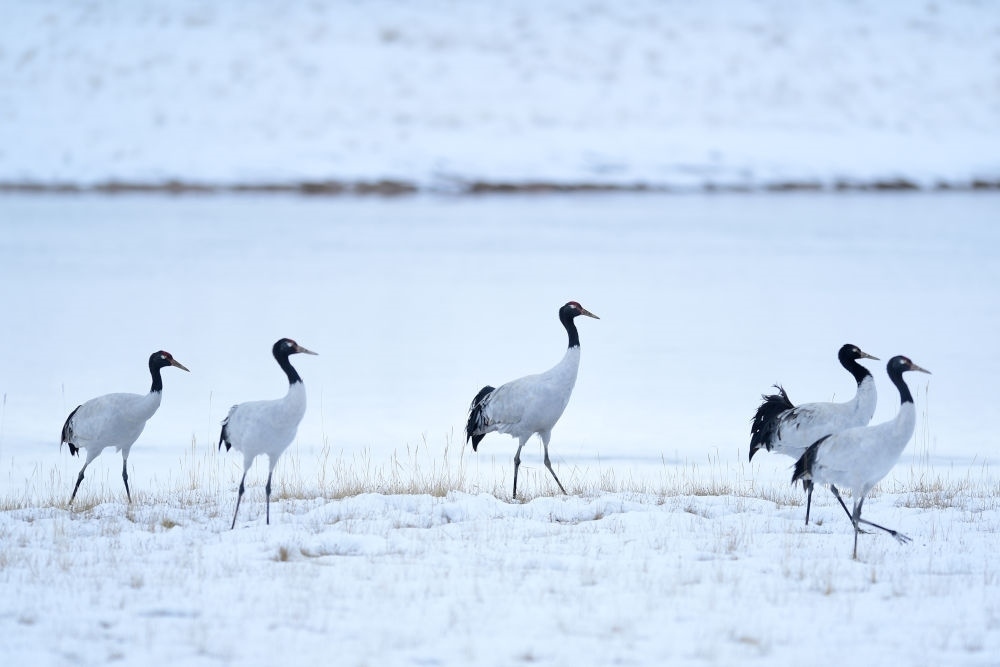 2021年10月21日在三江源國(guó)家公園黃河源園區(qū)內(nèi)拍攝的黑頸鶴。新華社記者 張龍 攝