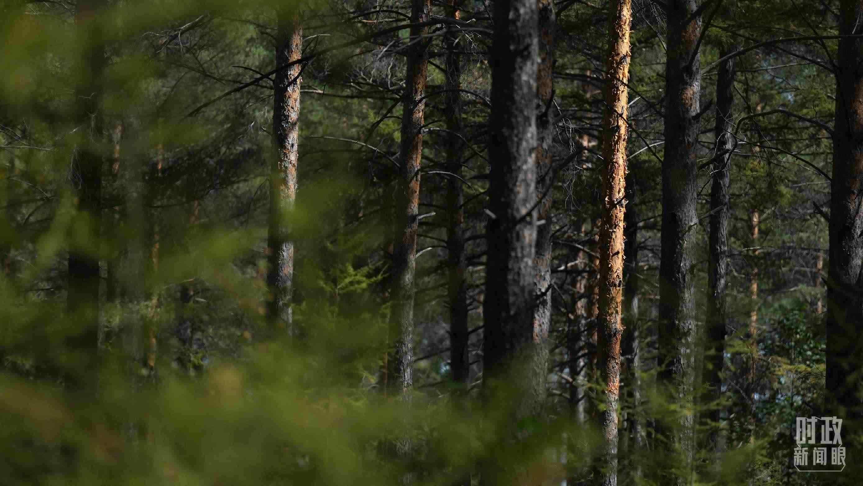 △漠河林場有天然林3.54萬公頃、蓄積量325.3萬立方米。（總臺國廣記者李晉拍攝）