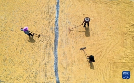 9月16日，湖南省郴州市桂陽縣流峰鎮(zhèn)農(nóng)民在晾曬稻谷（無人機照片）。