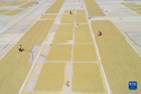 9月16日，村民在貴州省黔東南苗族侗族自治州丹寨縣金泉街道晾曬稻谷（無人機照片）。