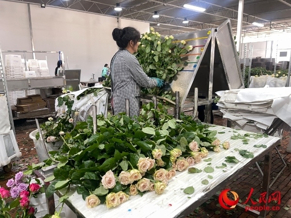 車(chē)間工人在整理花束。人民網(wǎng) 周靜圓攝