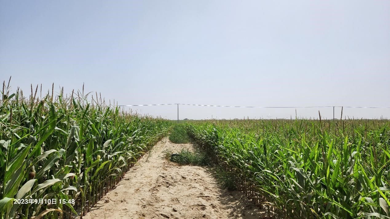 玉米改良40天后對(duì)比（左邊為改良組，右邊為對(duì)照組）。胡樹文團(tuán)隊(duì)供圖