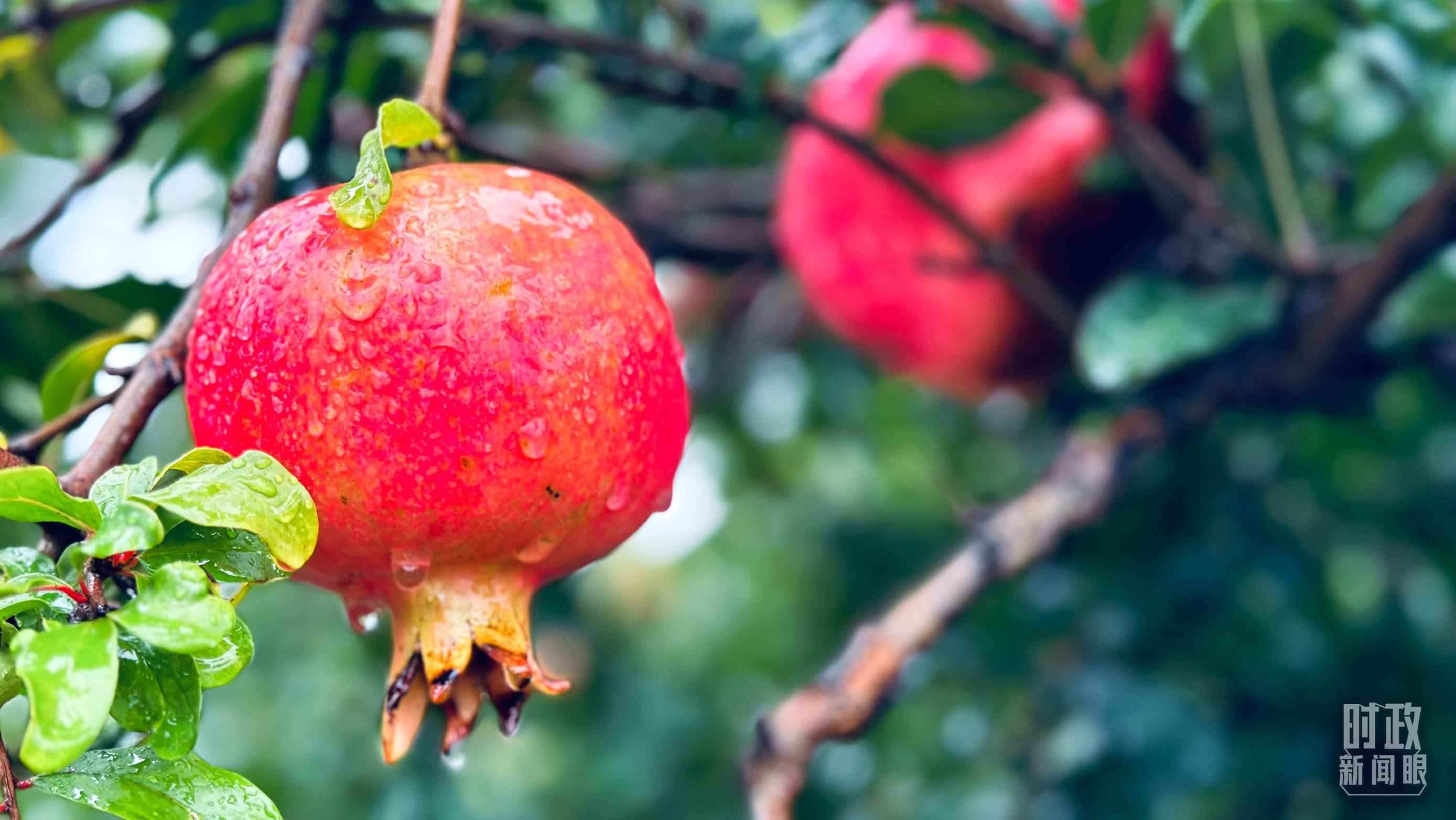 △一場(chǎng)秋雨過后，石榴更顯晶瑩。（總臺(tái)央視記者李輝、范一鳴拍攝）