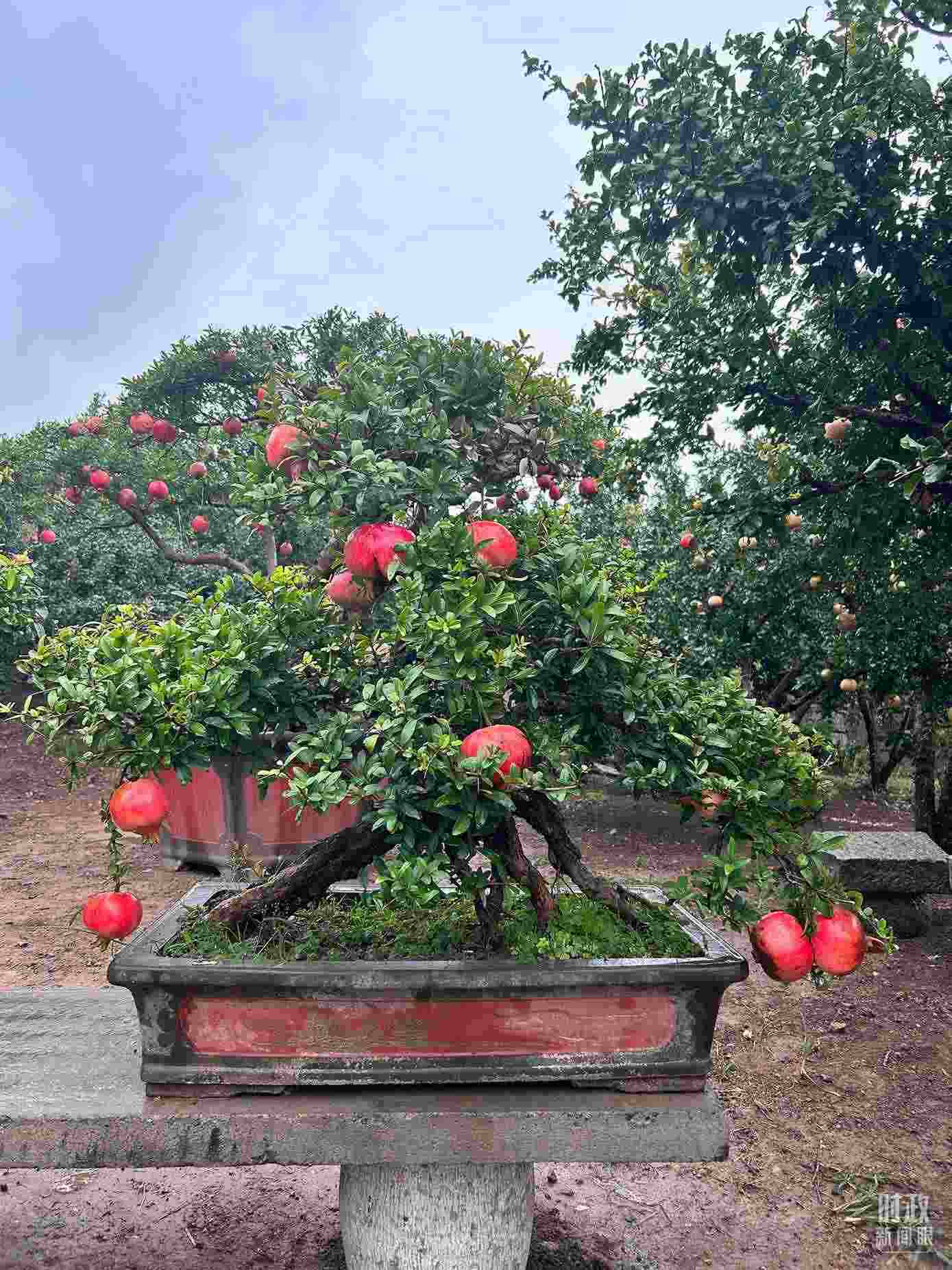 △冠世榴園內(nèi)的石榴盆栽。（總臺(tái)央視記者黎兵拍攝）